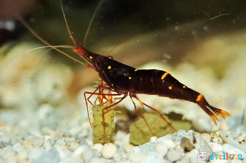 Caridina cf. spinata