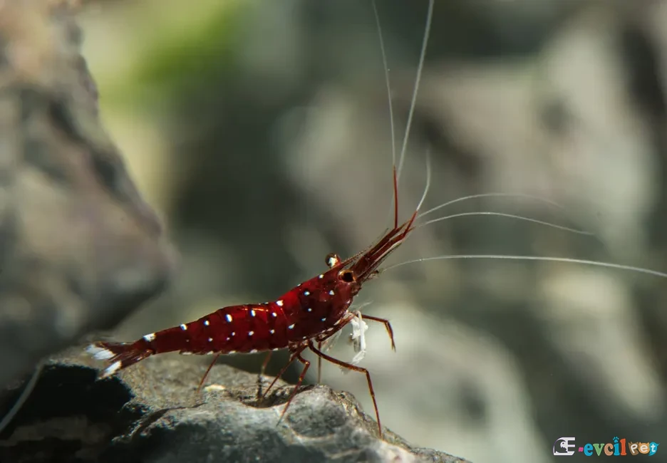 Caridina dennerli (Kardinal Karides) 3