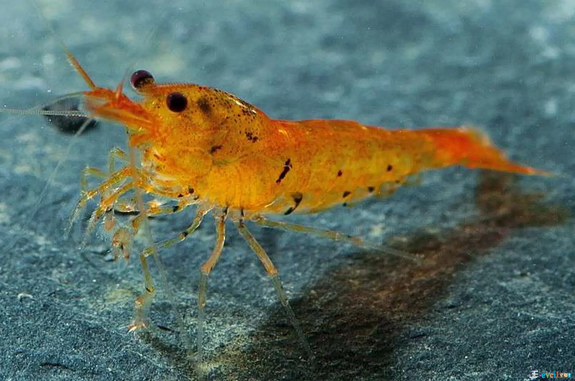 Caridina serrata var. Tangerine Tiger Akvaryumda Kaya Üstünde