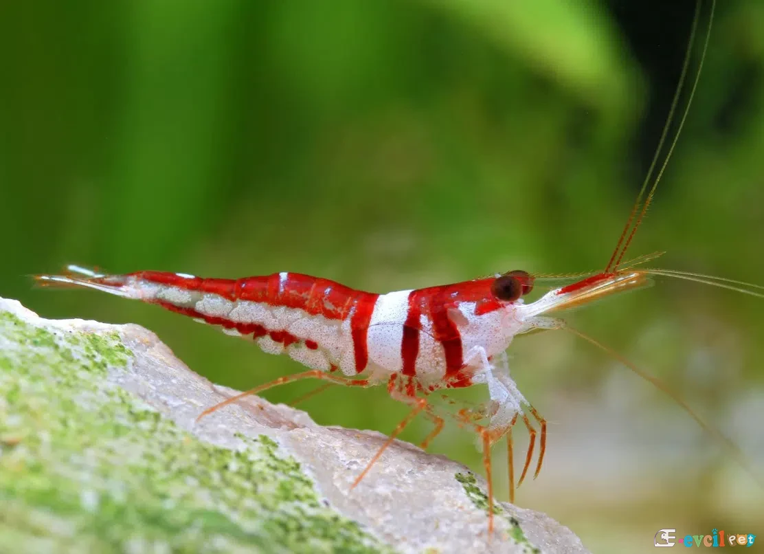 Caridina spongicola (Harlequin - Soytarı Karides) 2