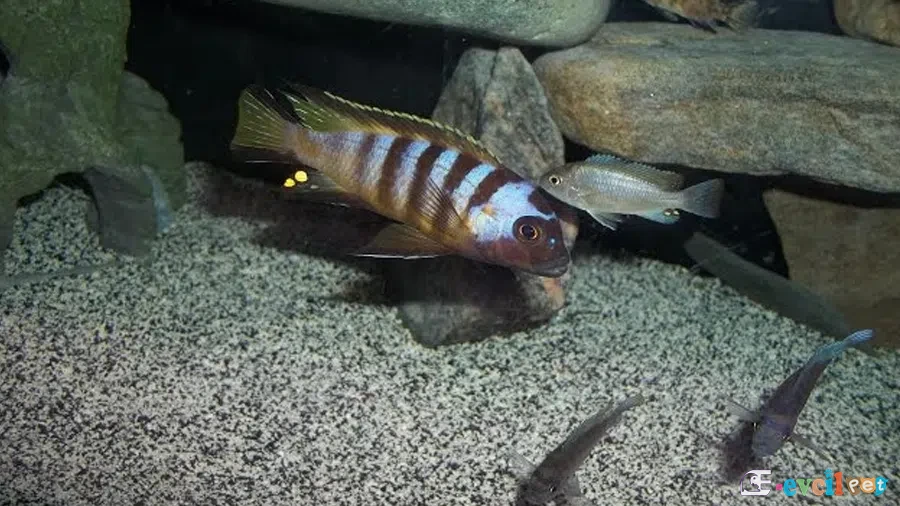 Elongatus Bee Kayalık Akvaryum