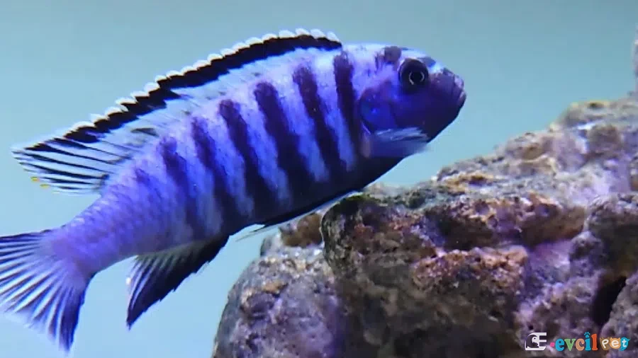 Elongatus Ornatus Akvaryumu