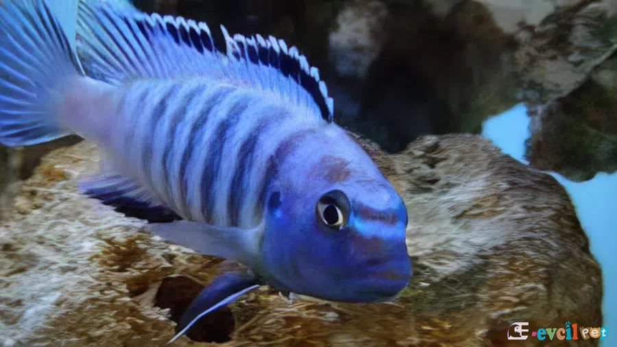 Elongatus Ornatus Erkek