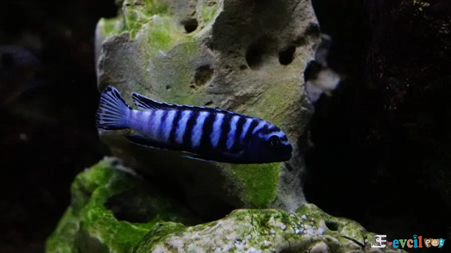 Elongatus Ornatus Kayalık Alanda