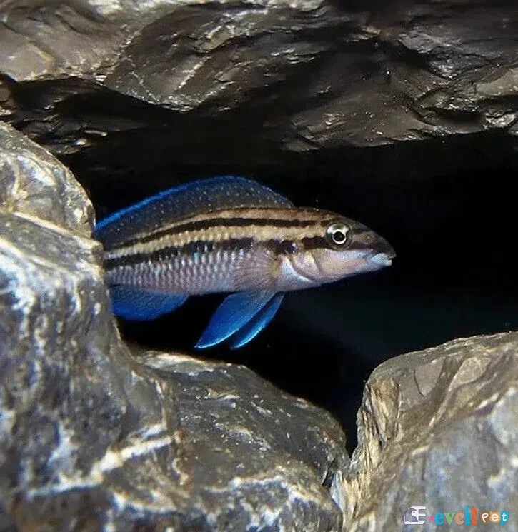 Julidochromis dickfeldi Kayalık