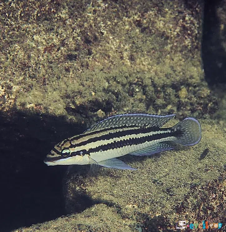 Julidochromis dickfeldi Erkek