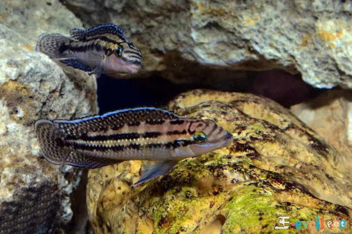 Julidochromis dickfeldi Erkek ve Dişi