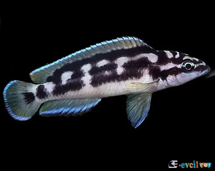 Julidochromis transcriptus Detaylı