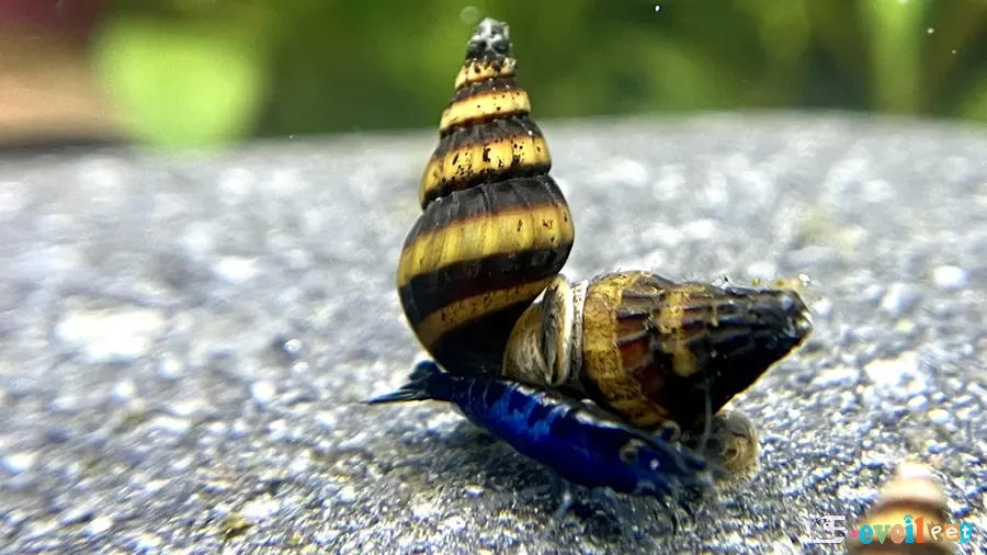 Katil Salyangoz (Anentome Helena) karidese saldırıyor