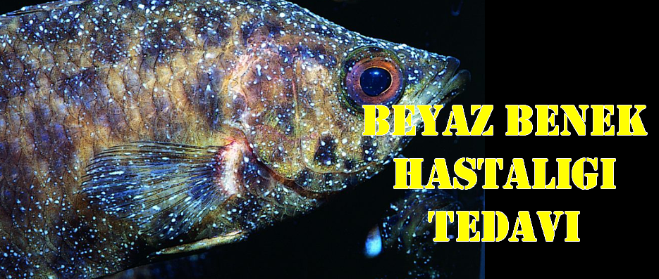 Beyaz Benek Hastalığı