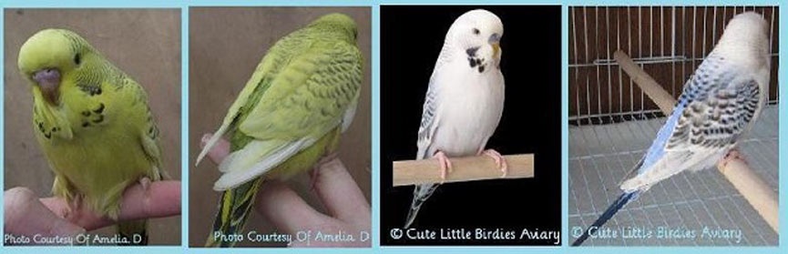 Texsas Muhabbet Kuşu