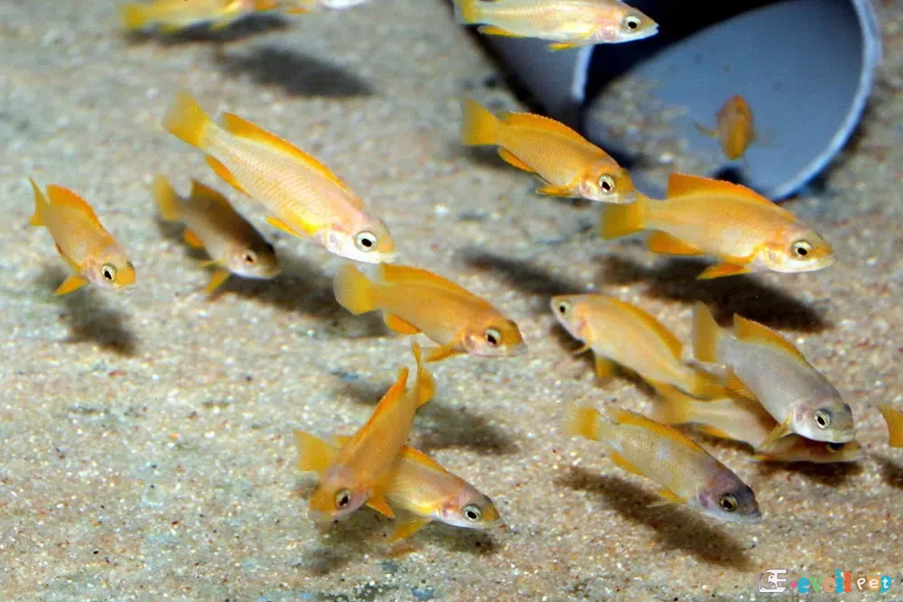 Neolamprologus mustax Akvaryumu