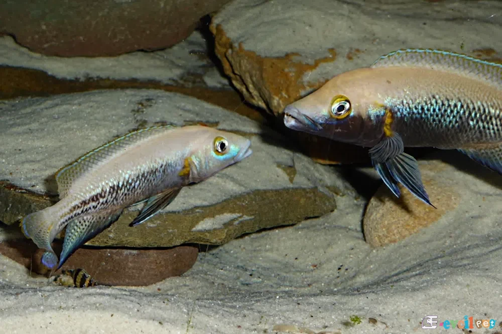 Neolamprologus nigriventris Erkek ve Dişi