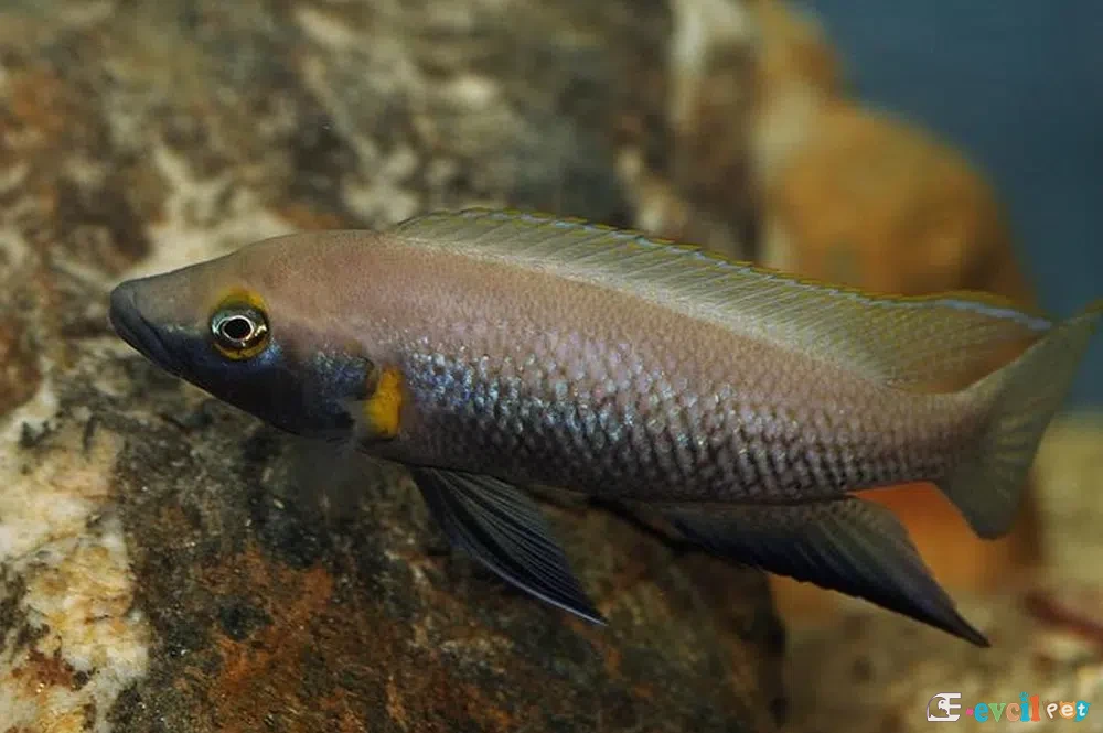 Neolamprologus nigriventris Erkek