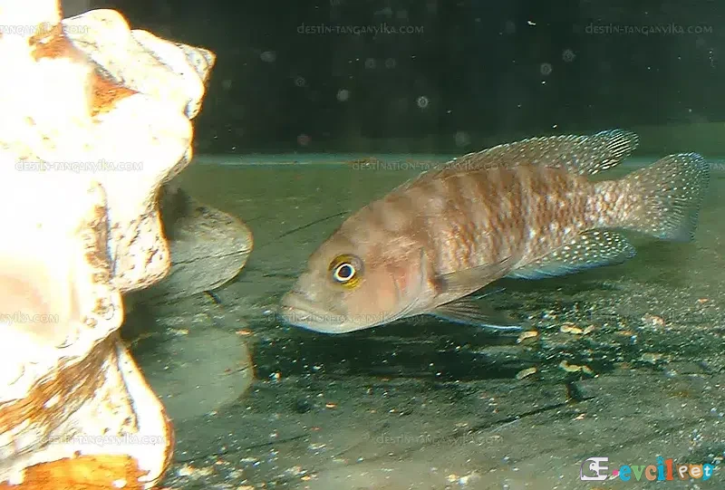 Neolamprologus obscurus Akvaryumda