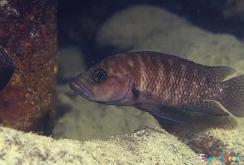 Neolamprologus obscurus Doğal Yaşam Alanı