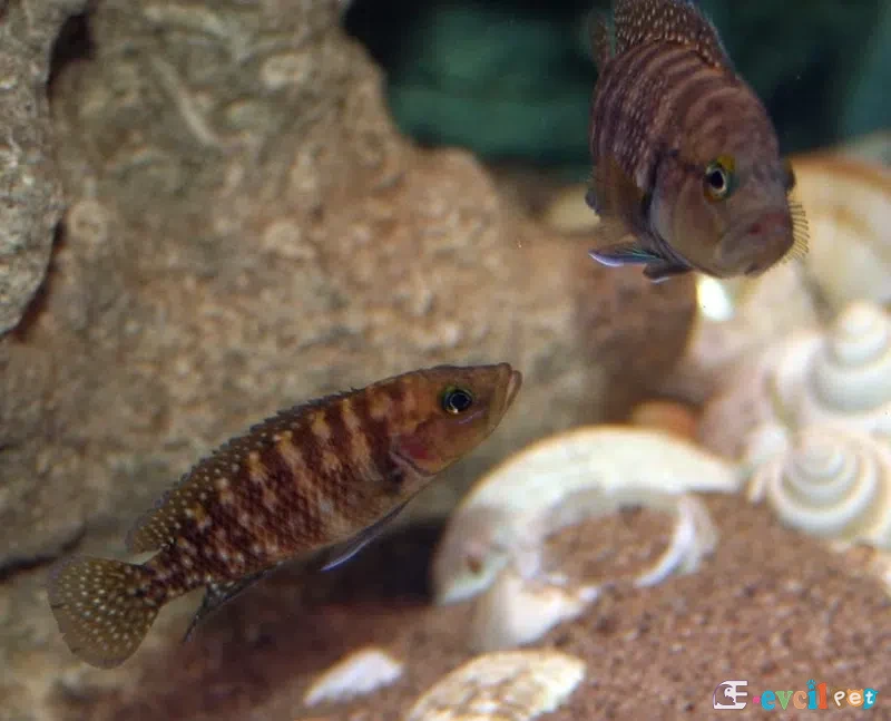 Neolamprologus obscurus Erkek ve Dişi