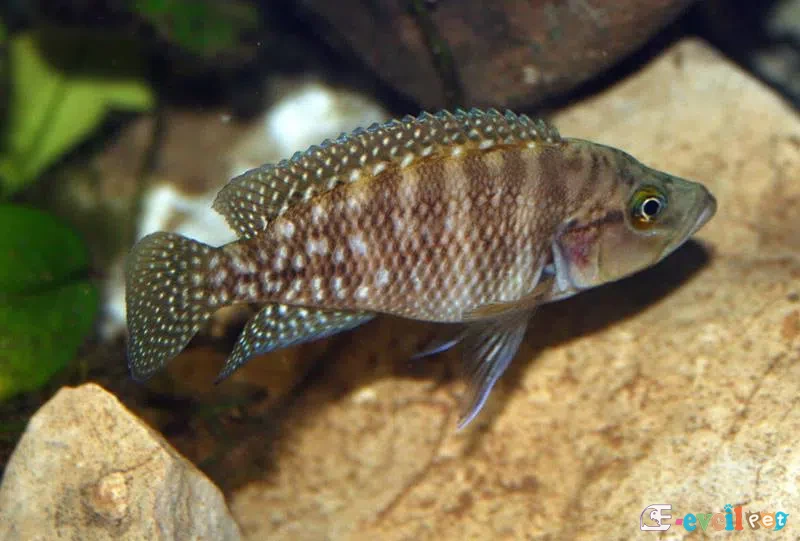 Neolamprologus obscurus Erkek