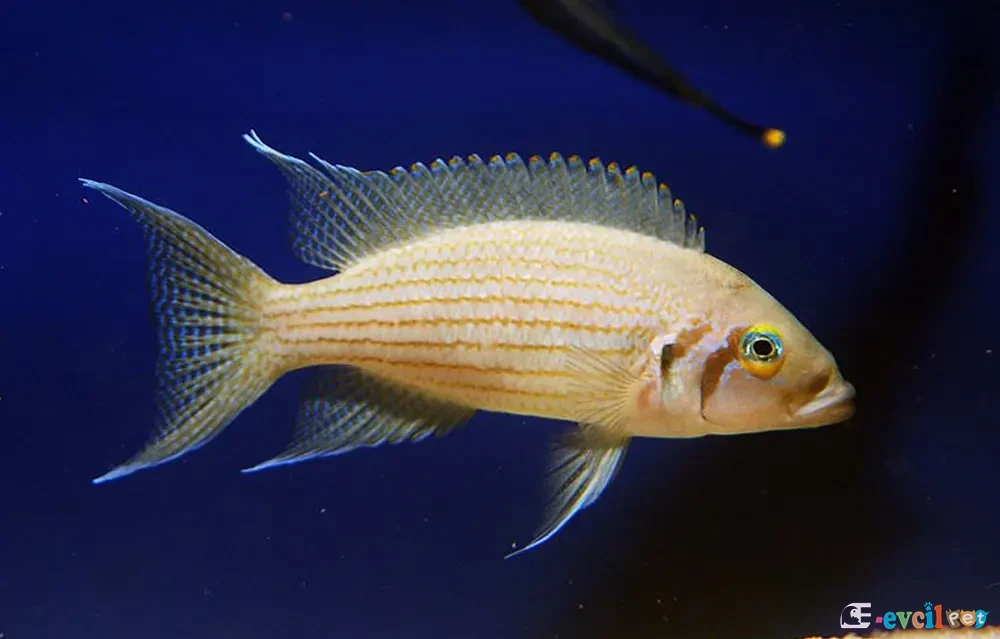 Neolamprologus olivaceous Akvaryumu