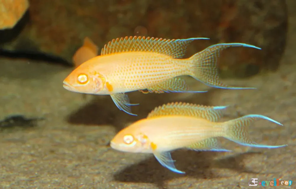 Neolamprologus olivaceous Albino