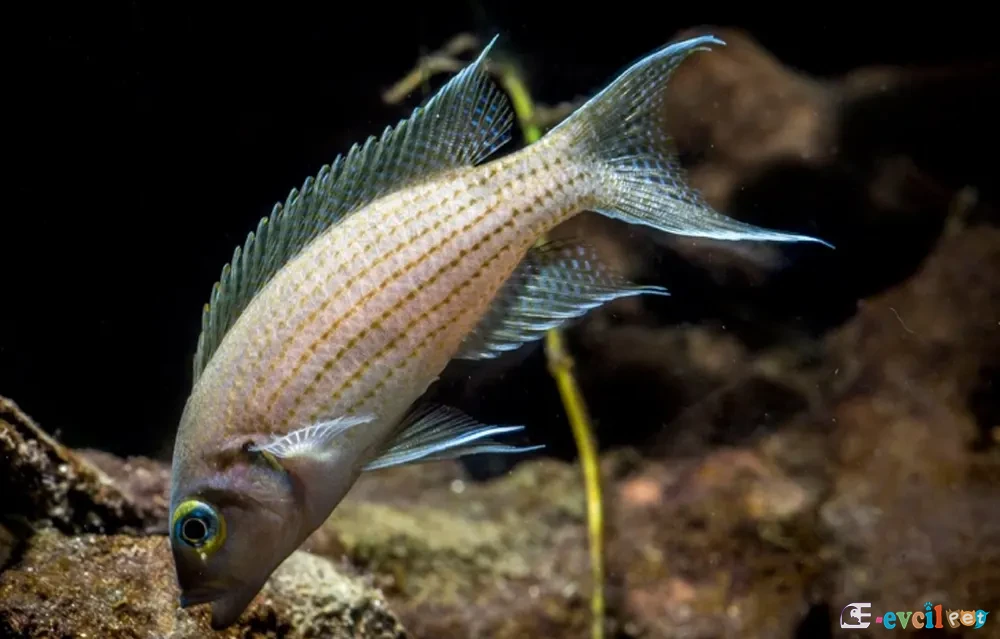 Neolamprologus olivaceous Yakın Çekim