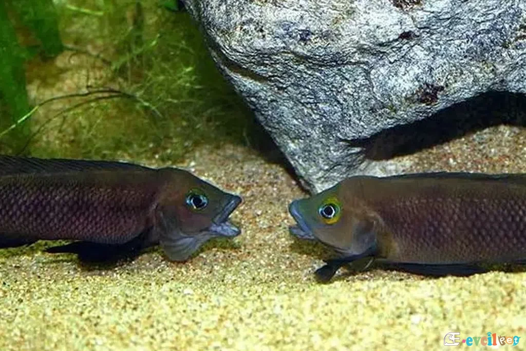 Neolamprologus pectoralis Erkekler Kavgada