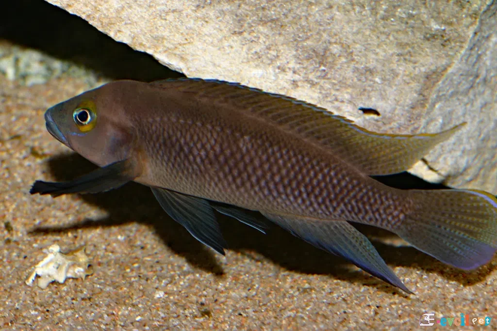 Neolamprologus pectoralis Kum Dibinde