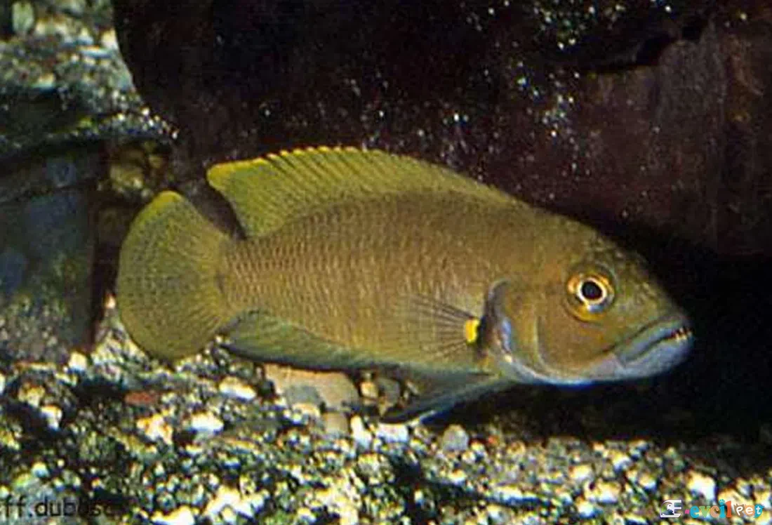 Neolamprologus petricola gold