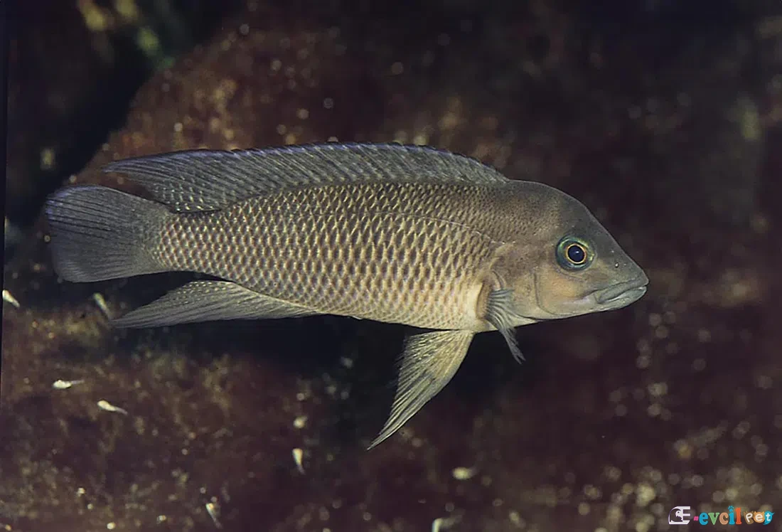Neolamprologus petricola Kayanın Önünde