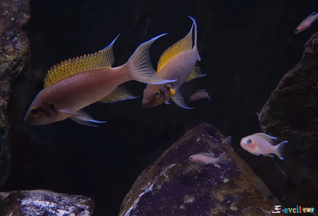 Neolamprologus pulcher (Daffodil) Akvaryumu