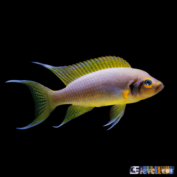 Neolamprologus-Pulcher-Daffodil