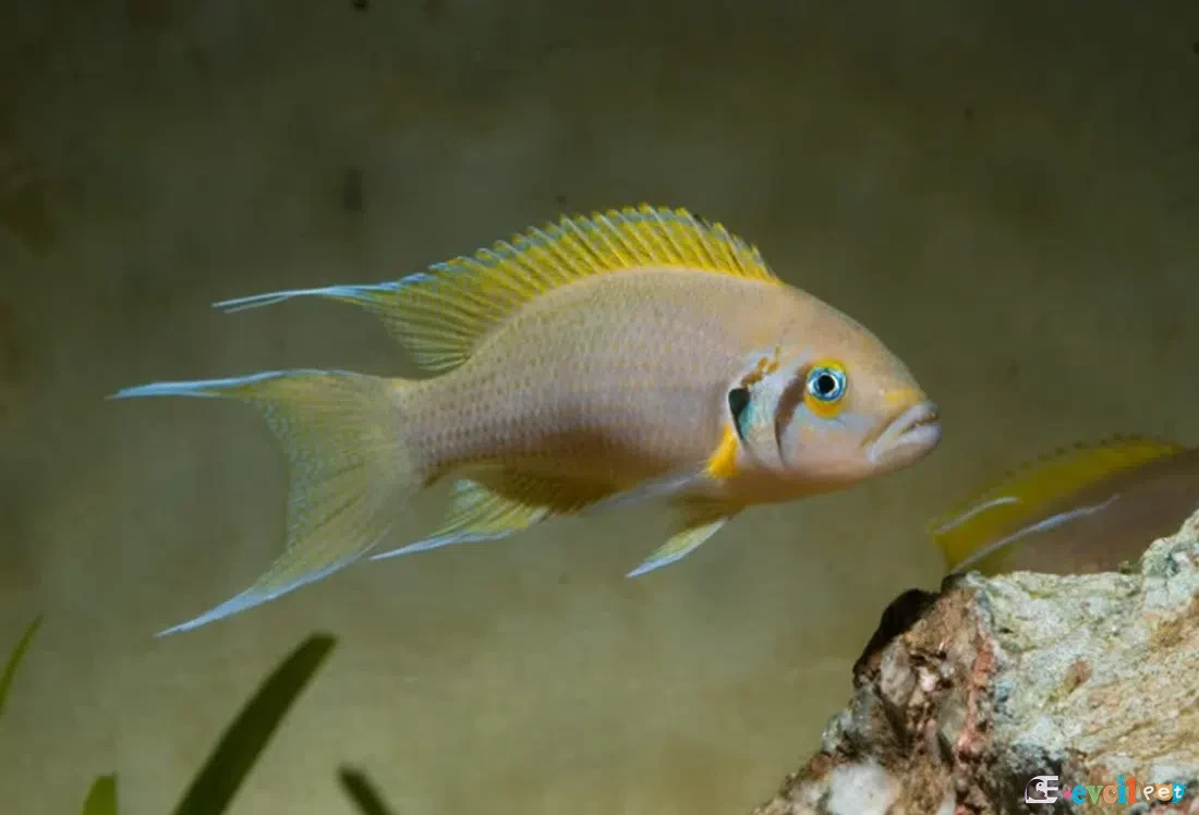 Neolamprologus pulcher (Daffodil)