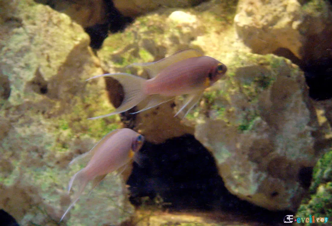 Neolamprologus pulcher Erkek ve Dişi