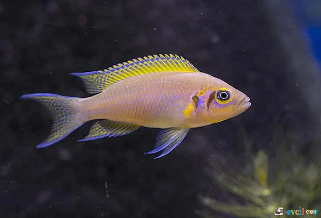 Neolamprologus pulcher yakın çekim