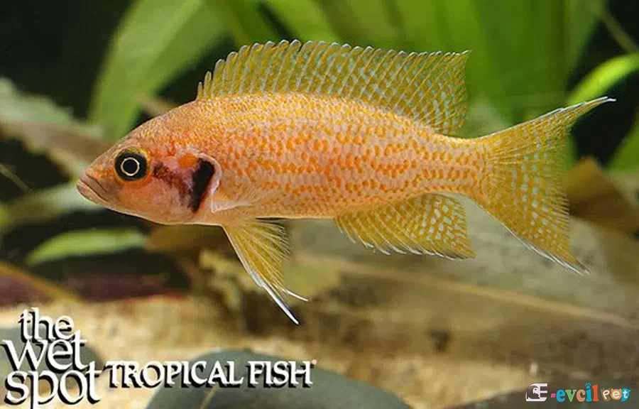 Neolamprologus splendens erkek