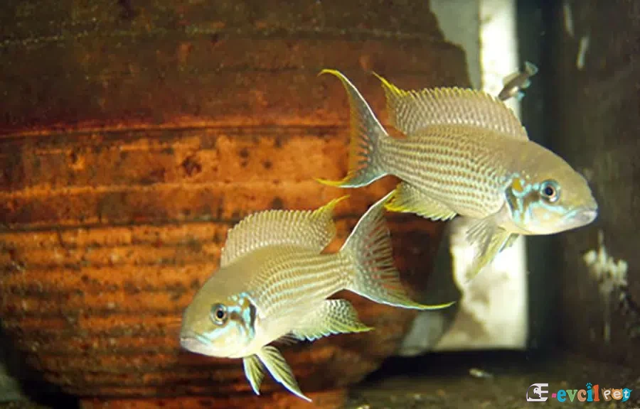 Neolamprologus splendens Küp Yuva önünde