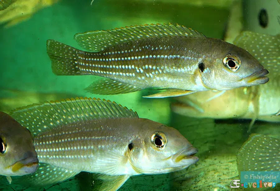 Neolamprologus tetracanthus 2 Adet