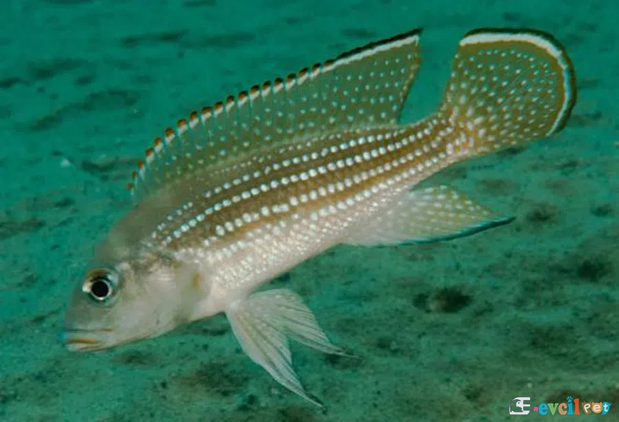 Neolamprologus tetracanthus doğal yaşam alanı