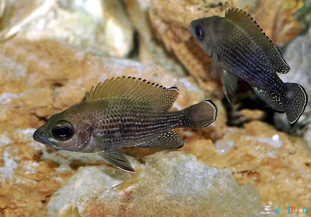 Paleo Lamprologus toae 2 adet Genç