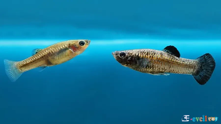 Poecilia chica (Cüce Molly) Erkek ve dişi