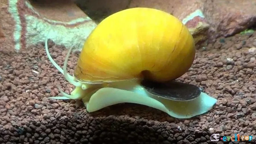 Elma Salyangozu (Pomacea canaliculata)