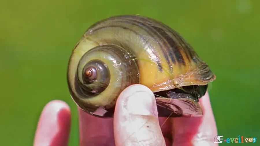 Pomacea canaliculata