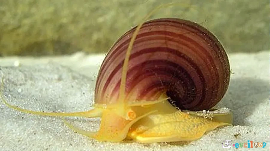 Pomacea flagellata 1