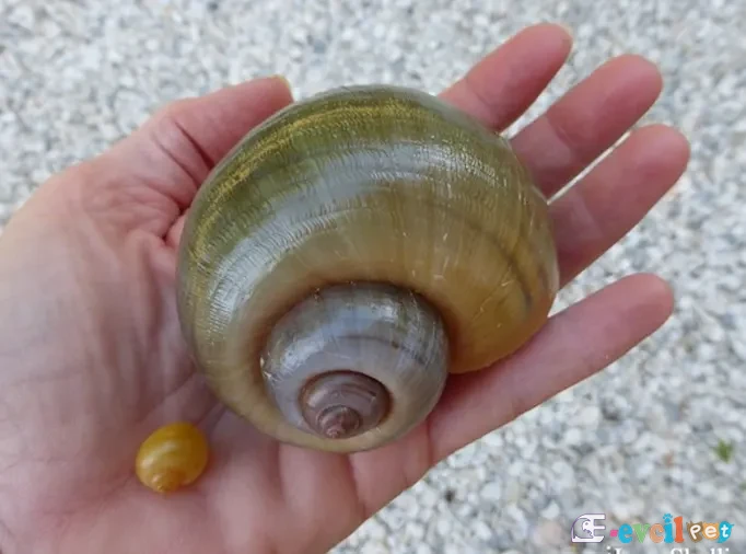 Pomacea insularum Dev Elma Salyangozu