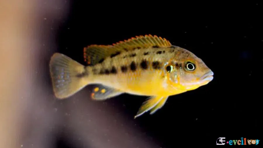 Pseudotropheus williamsi Genç Erkek