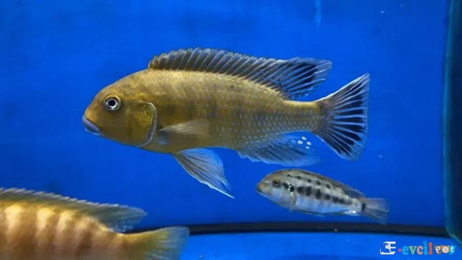 Pseudotropheus williamsi Malewi Mbuna