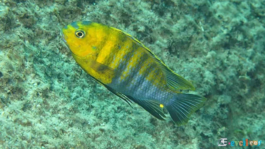 Red Cheek (Likoma) Erkek