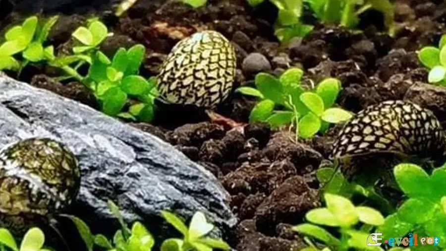 Theodoxus altenai akvaryumda 2 adet