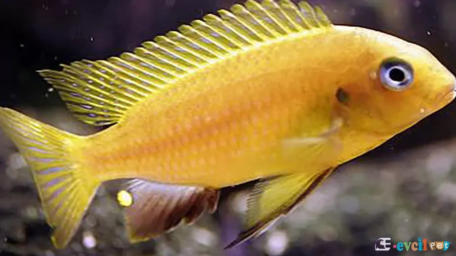 Tropheops macrophthalmus Akvaryumu
