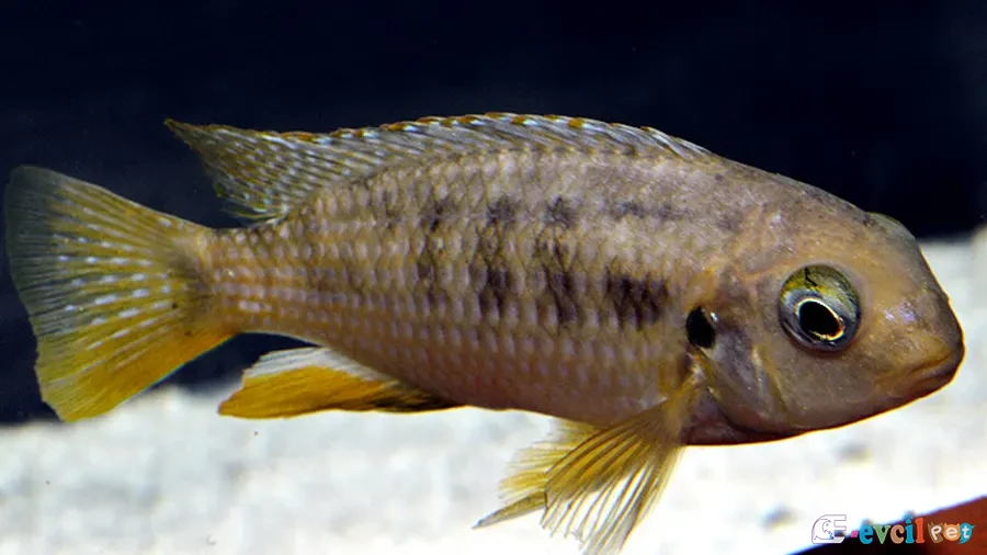 Tropheops macrophthalmus Dişi